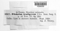 Image of Pilobolus lentiger